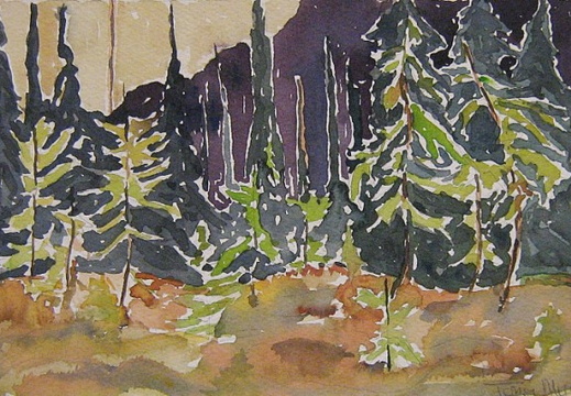Spruce Trees 